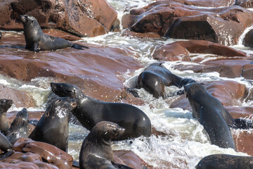 Detail of the seal colony at Cape Cross, off the skeleton coast of Namibia.