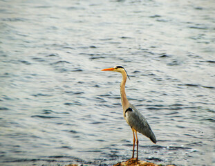 great blue heron on the rock in the sea