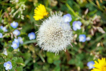 close-up dandelion flower in the nature