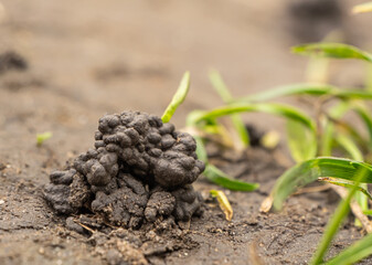 Earthworm cast on fertile soil near grass blade. Natural soil structure improvement in garden or...