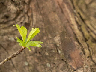 Fresh green leaf bud emerging on tree branch in early spring. Symbol of renewal and growth, with blurred bark background. Ideal for concepts of nature, seasons, ecology, and new beginnings