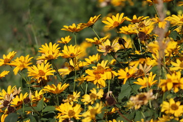 Flowering rough oxeye (Heliopsis helianthoides) plant with yellow flowers in summer garden