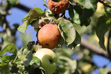 Brown fruit rot of apple caused by Monilia fungus