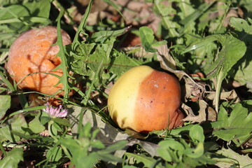 Brown fruit rot of apple caused by Monilia fungus in garden