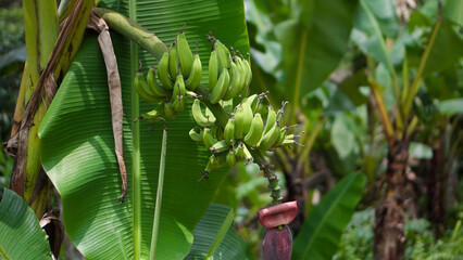 Many banana fruits grow on a banana tree with green leaves