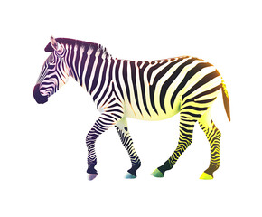 Fototapeta premium Stripes of the Savannah