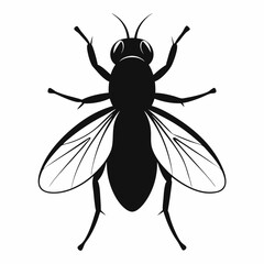 black and white beetle