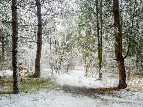 snowy woodland