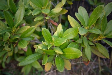 A photo of green flowers blooming in spring