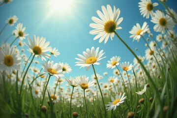 Nature image of upwards view of white flowers in green grass field