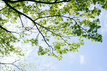 Branch of tree with vibrant green leaves against the clear blue sky