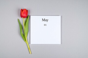 white calendar with the date 01 may next to a red tulip