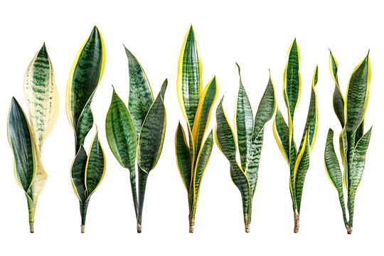 Group of snake plants with green and yellow leaves isolated against a black background image view - Powered by Adobe