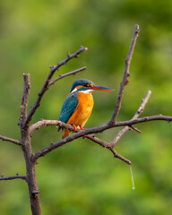 common kingfisher or Alcedo atthis at keoladeo national park or bharatpur bird sanctuary rajasthan india asia. a small colorful bird closeup or portrait perched on branch in natural green background