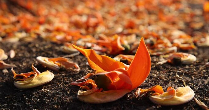 A lot of orange flowers have fallen to the ground. Some are still in their beautiful shape and some are starting to wither. (Butea monosperma flowers ,Golden Shower)