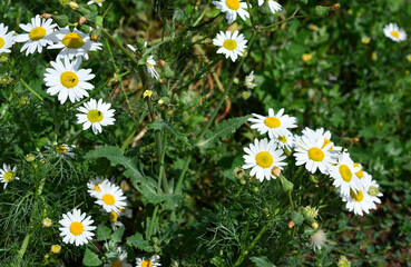 Fototapeta premium Close-up of daisies in a green field