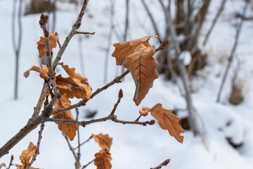 white winter snow
