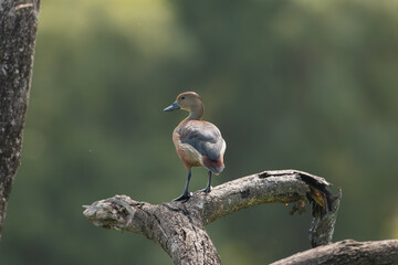 Lesser whistling duck, Indian whistling duck, lesser whistling teal - Dendrocygna javanica perched...