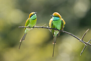 Two Asian green bee-eaters, little green bee-eater, green bee-eater - Merops orientalis perched at green background. Photo from Wilpattu National Park in Sri Lanka.	