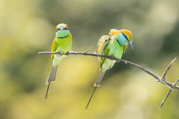 Two Asian green bee-eaters, little green bee-eater, green bee-eater - Merops orientalis perched at green background. Photo from Wilpattu National Park in Sri Lanka.