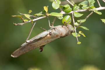 Cyrtacanthacris tatarica, the brown-spotted locust on brach at green background. Photo from Wasgamuwa National Park in Sri Lanka.