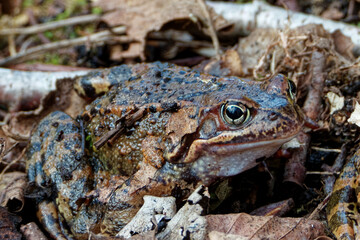 Common frogs or grass frogs (Rana temporaria)