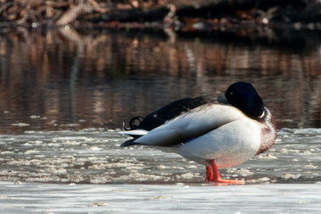 Fototapeta premium Mallard or wild duck (Anas platyrhynchos) is a dabbling duck that breeds throughout the temperate and subtropical Americas, Eurasia, and North Africa.