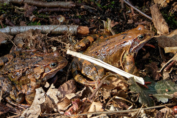 Common frogs or grass frogs (Rana temporaria)