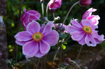 Flowers on Brehat island in Brittany in France, Europe