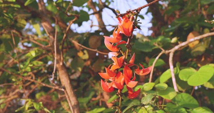 bright orange flowers are in full bloom on the tree. taken in Myanmar, butea monosperma flowers.