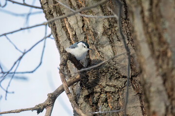 White-Breasted Nuthatch