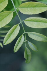 green leaves background