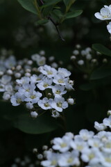 white blossom in the garden, spring blossom, white flowers, spring time, fresh blossom