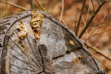 Nido en barro de avispa sobre tronco cortado en la naturaleza, Alcoy, España