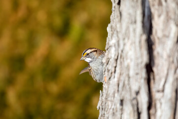 White-Throated Sparrow
