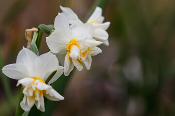 Obraz premium 水仙の咲く頃02