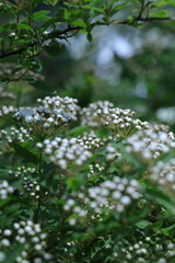 white blossom in the garden, spring blossom, white flowers, spring time, fresh blossom
