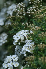 white blossom in the garden, spring blossom, white flowers, spring time, fresh blossom