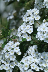 white blossom in the garden, spring blossom, white flowers, spring time, fresh blossom