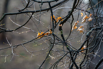 Last year's old yellow leaves on bare tree branches in spring