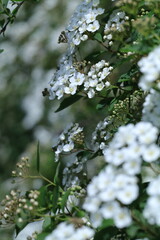 white blossom in the garden, spring blossom, white flowers, spring time, fresh blossom