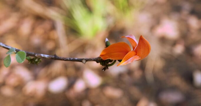 The top view is of a single bright orange flower blooming with Butea monosperma flowers, 4k, taken in Myanmar.
