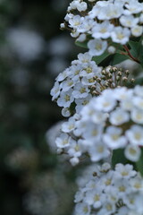 white blossom in the garden, spring blossom, white flowers, spring time, fresh blossom