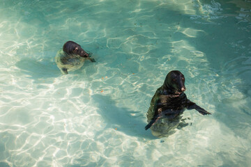 Beautiful sea lions swimming in the pool of zoo