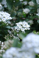 white blossom in the garden, spring blossom, white flowers, spring time, fresh blossom