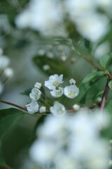 white blossom in the garden, spring blossom, white flowers, spring time, fresh blossom