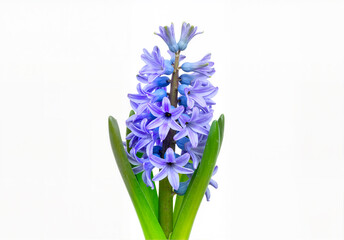 Obraz premium Close-up of a beautiful, vibrant blue hyacinth flower in full bloom against a bright, clean white background.