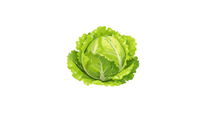 Fototapeta premium lettuce