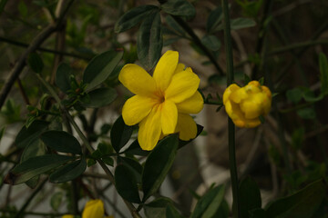 Close-Up of Yellow Jasmine Flower (Jasminum mesnyi) in Natural Light