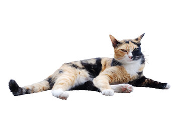 Cute tabby adorable happy cat is black and orange color in fur sleeping and relaxing